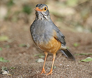 Brillendrossel, Turdus tephronotus